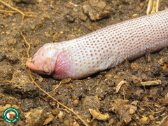 Leposternon microcephalum