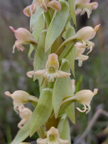 Small Pink Satyre (Satyrium erectum)