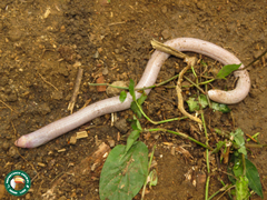 Leposternon microcephalum