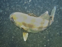 Seriola hippos