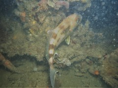 Seriola hippos