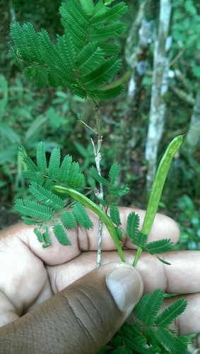 Dichrostachys tenuifolia image