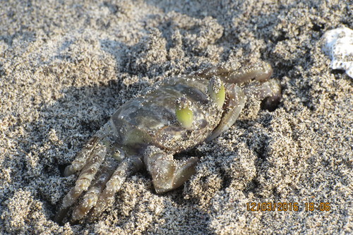 Ocypode urvillii