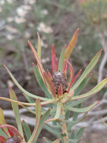 Common Shale Conebush (Leucadendron lanigerum)