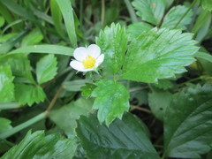 Fragaria vesca