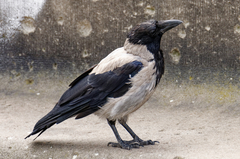 Corvus cornix