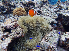Amphiprion barberi