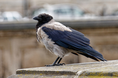 Corvus cornix