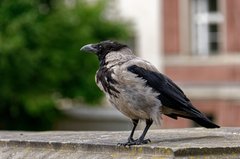 Corvus cornix