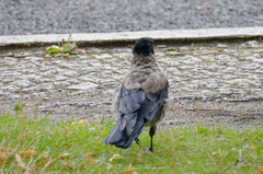 Corvus cornix