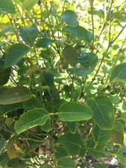 Halleria lucida