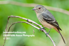 Rufous-tailed Tyrant