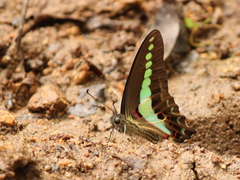 Graphium teredon