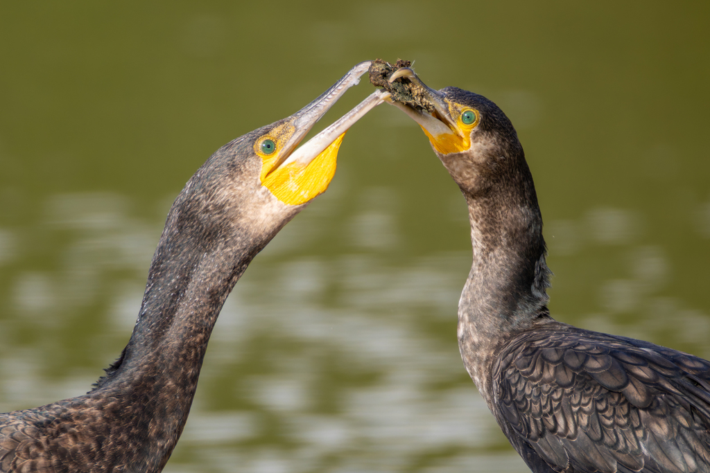 Grand Cormoran