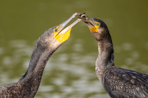 Cormorán grande (Phalacrocorax carbo)