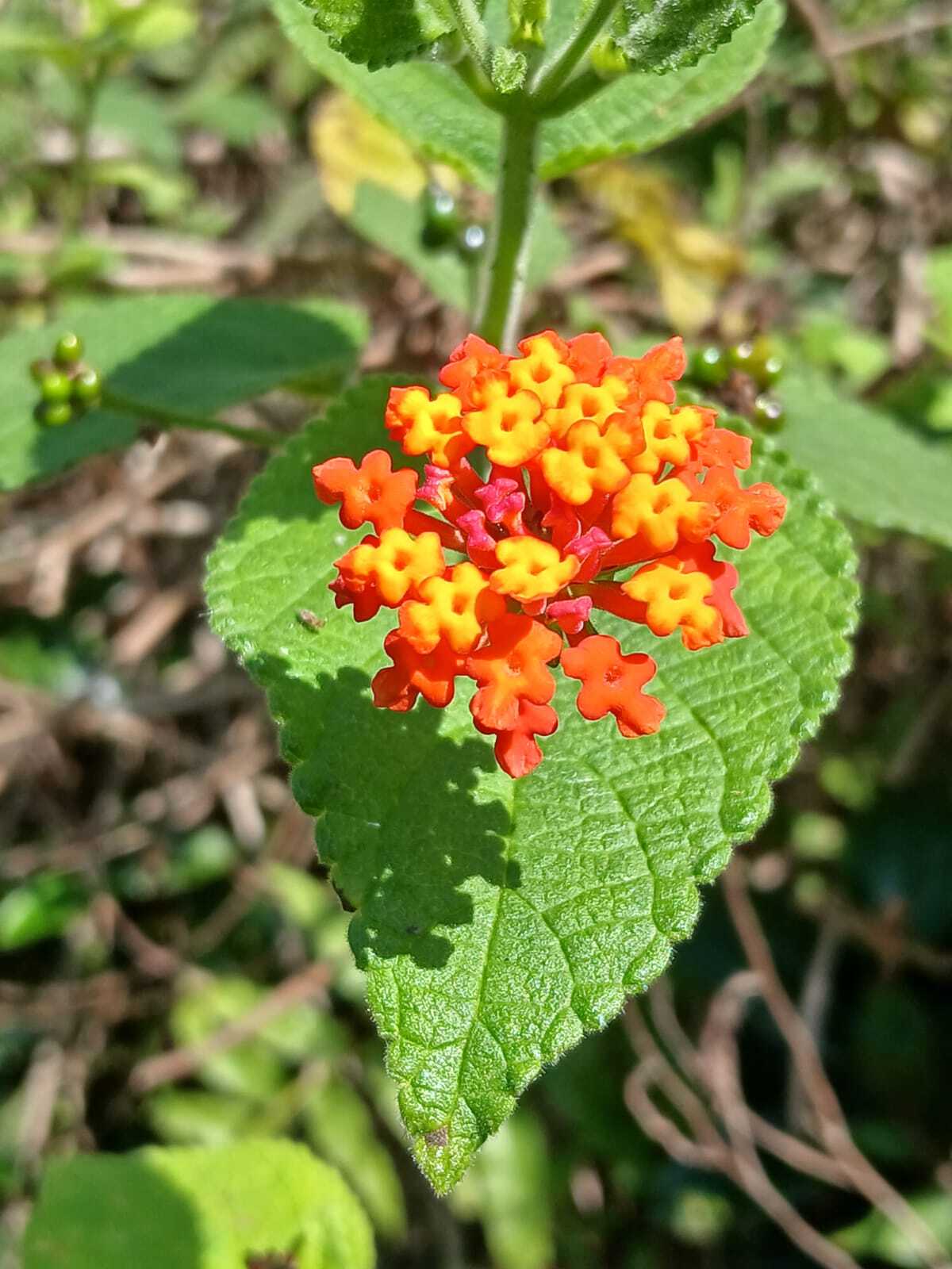Lantana camara