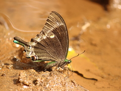 Papilio crino