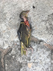 Ploceus cucullatus