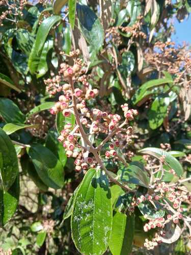 Miconia albicans