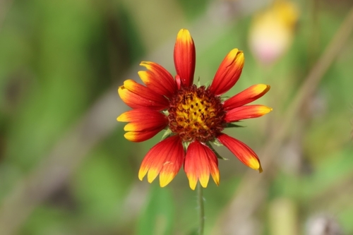 Gaillardia