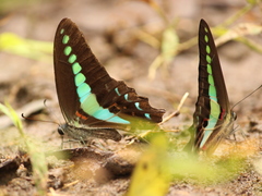 Graphium teredon
