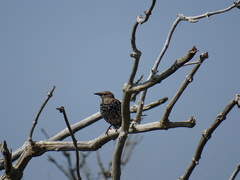 Sturnus vulgaris