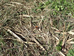 Lycaena phlaeas daimio