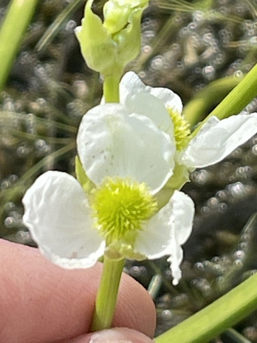 Engelmann's Arrowhead (Sagittaria engelmanniana)
