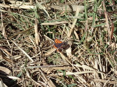 Lycaena phlaeas daimio