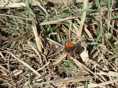 Lycaena phlaeas daimio