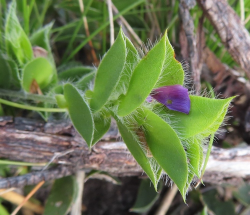 Image of Psoralea imbricata by (c) linkie, some rights reserved (CC BY)