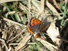 Lycaena phlaeas daimio