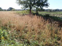Andropogon virginicus