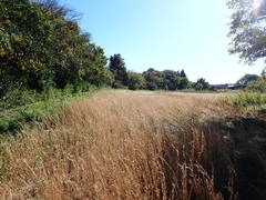 Andropogon virginicus
