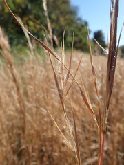Andropogon virginicus