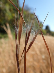 Andropogon virginicus
