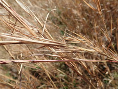 Andropogon virginicus