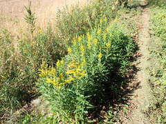 Solidago altissima