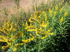 Solidago altissima