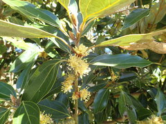 Neolitsea sericea