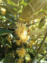 Neolitsea sericea