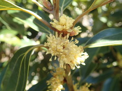 Neolitsea sericea