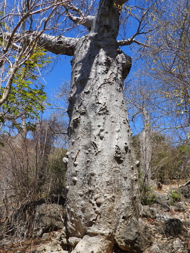 Grey baobab (Adansonia madagascariensis)