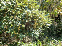 Neolitsea sericea