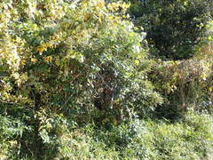 Neolitsea sericea