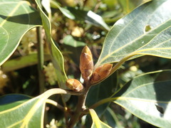 Neolitsea sericea