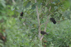 Pterorhinus ruficollis