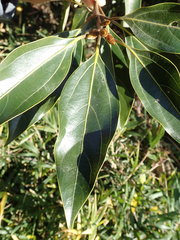 Neolitsea sericea