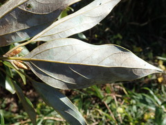 Neolitsea sericea