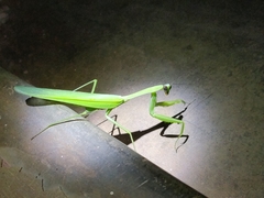 Hierodula membranacea